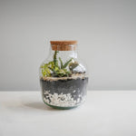 Angluar Glass Small Terrarium DIY Kit H22cm D17cm - Rogey