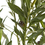 Apulia Olive Tree In White Pot 150Cm - Rogey