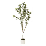 Apulia Olive Tree In White Pot 150Cm - Rogey