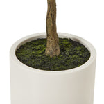 Apulia Olive Tree In White Pot 150Cm - Rogey