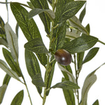 Apulia Olive Tree In White Pot 180Cm - Rogey