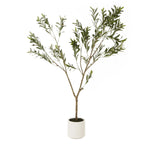 Apulia Olive Tree In White Pot 180Cm - Rogey