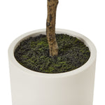 Apulia Olive Tree In White Pot 180Cm - Rogey