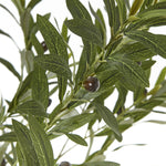 Apulia Olive Tree In White Pot 180Cm - Rogey