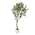 Apulia Olive Tree In White Pot 200Cm - Rogey