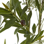 Apulia Olive Tree In White Pot 200Cm - Rogey