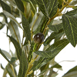 Apulia Olive Tree In White Pot 210Cm - Rogey