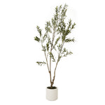 Apulia Olive Tree In White Pot 210Cm - Rogey