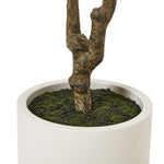 Apulia Olive Tree In White Pot 210Cm - Rogey