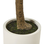 Apulia Olive Tree In White Pot 240Cm - Rogey