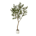 Apulia Olive Tree In White Pot 240Cm - Rogey