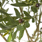 Apulia Olive Tree In White Pot 240Cm - Rogey