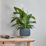 Arles Leaf Embossed Teal Planter H20Cm W22Cm - Rogey