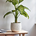 Arles Leaf Embossed White Planter H20Cm W22Cm - Rogey