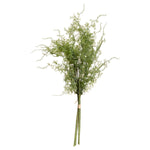 Asparagus Fern Bunch - Rogey