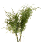 Asparagus Fern Bunch - Rogey