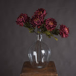 Autumn Spider Chrysanthemum - Rogey