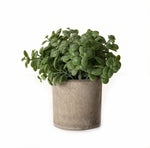 Basil Plant In Stone Effect Pot - Rogey