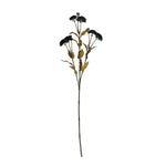 Black Chrysanthemum Stem - Rogey