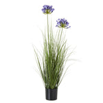 Blue Agapanthus Plant In Pot - Rogey