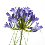 Blue Agapanthus Plant In Pot - Rogey