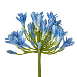 Blue Agapanthus Stem - Rogey