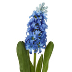 Blue Hyacinth Stem - Rogey