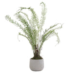 Boston Large Potted Fern - Rogey