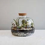 Bowl Shape Large Terrarium DIY Kit H23cm D30cm - Rogey