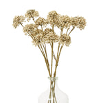 Brown Allium Spray - Rogey