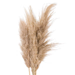 Butter Pampas Grass - Rogey