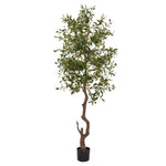 Calabria Large Olive Tree - Rogey