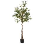 Calabria Olive Tree - Rogey