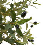 Calabria Small Olive Tree - Rogey