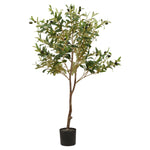 Calabria Small Olive Tree - Rogey