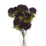 Chocolate Chrysanthemum - Rogey