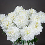 Classic White Peony - Rogey