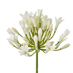 Cream Agapanthus Spray - Rogey