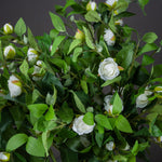 Cream Gardenia Stem - Rogey