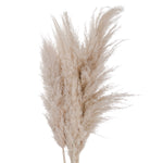 Cream Pampas grass - Rogey