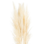 Cream Pampas Grass Stem - Rogey