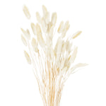 Dried Natural Bunny Tail Bunch Of 40 - Rogey