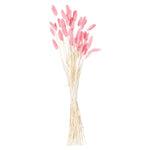 Dried Pale Pink Bunny Tail Bunch Of 40 - Rogey