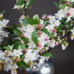 English Blossom Branch - Rogey