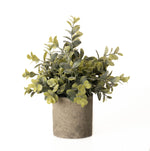 Eucalyptus Plant In Stone Effect Pot - Rogey