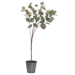 Eucalyptus Tree In Metallic Pot - Rogey