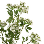 Faux White Cow Parsley Ammi - Rogey