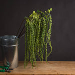 Green Amaranthus - Rogey