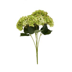 Green Hydrangea Bunch - Rogey