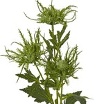 Green Sea Holly Spray - Rogey